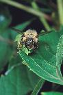 Megachile latimanus #1821